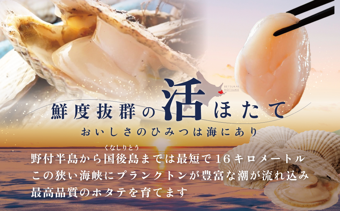 【先行予約】特大活ほたて ３kg相当 7〜14枚入り＜朝どり新鮮出荷!＞( ふるさと納税 ほたて 大玉 生食 活きほたて 生ホタテ 生帆立 生ホタテ貝柱 帆立貝柱 天然 冷蔵 刺身用 生 )