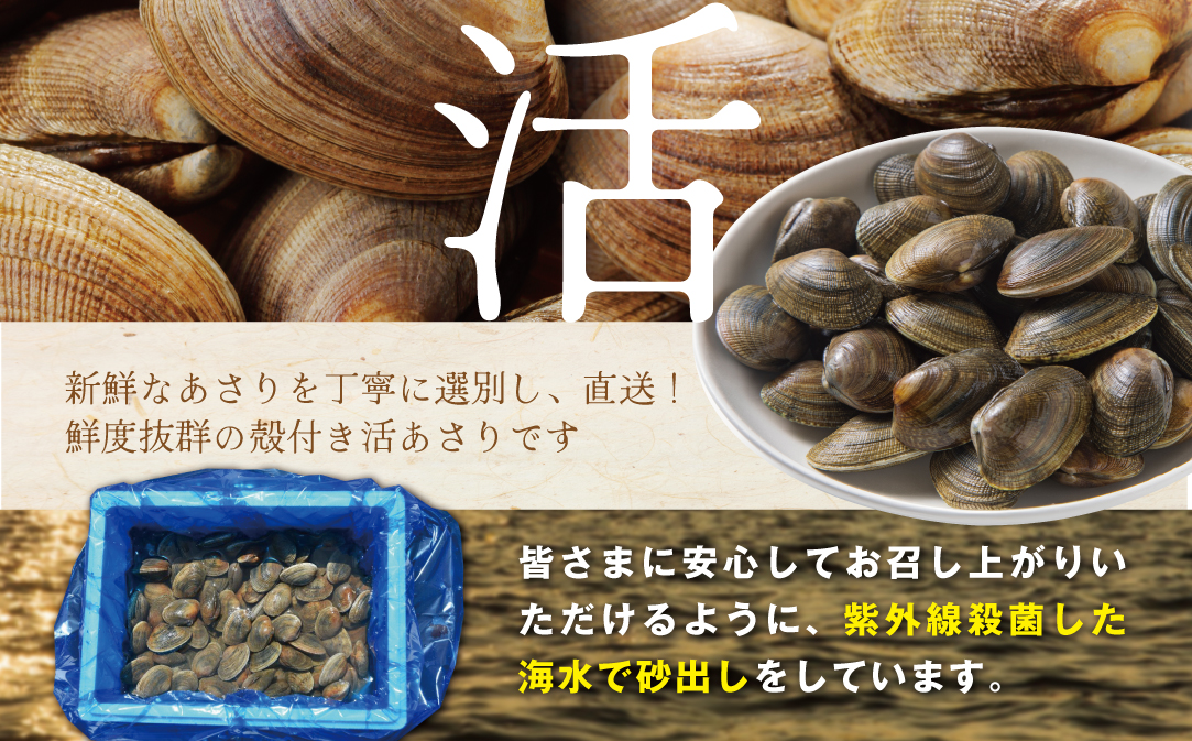北海道 野付産 大粒 天然 活あさり 4kg前後【UY0000005】（株式会社 海好）（北海道 別海町 あさり アサリ 貝 大粒 ふるさと納税）