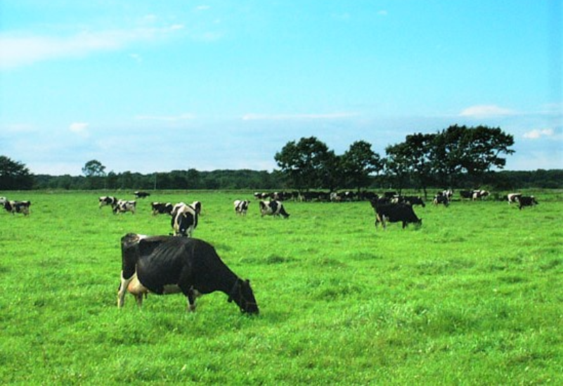 べつかいの牛乳屋さん1L　6本入【高島屋選定品】（TK0000054）