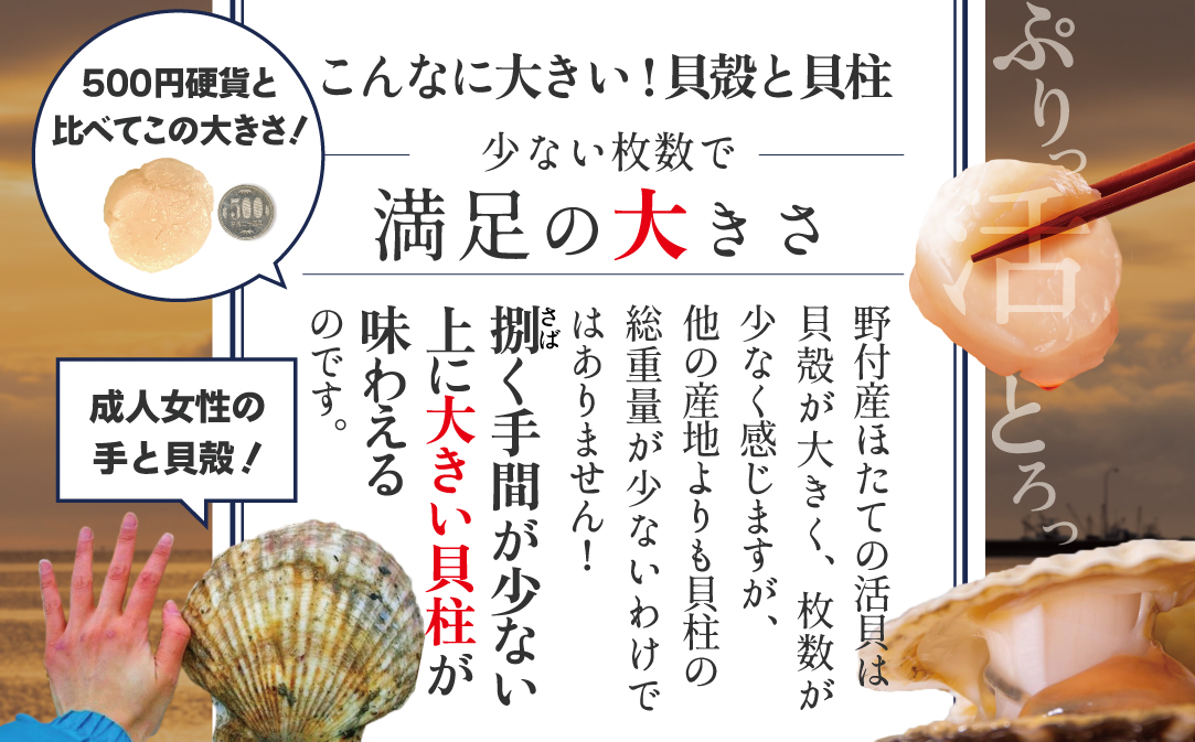 【先行予約】特大活ほたて ３kg相当 7〜14枚入り＜朝どり新鮮出荷!＞( ふるさと納税 ほたて 大玉 生食 活きほたて 生ホタテ 生帆立 生ホタテ貝柱 帆立貝柱 天然 冷蔵 刺身用 生 )