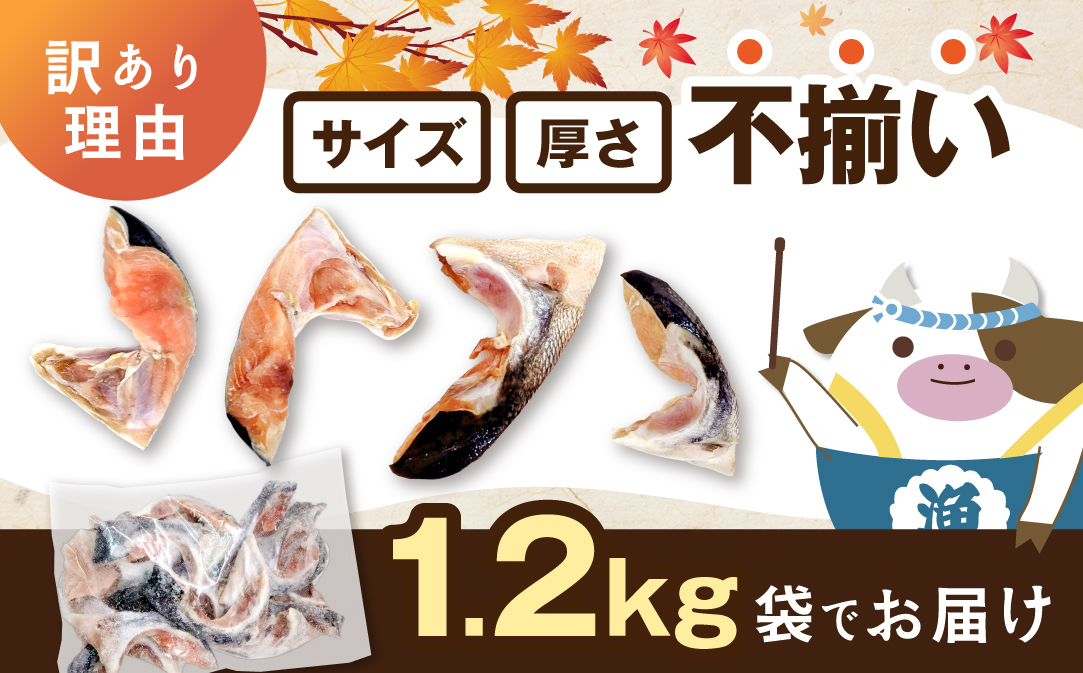 北海道産 秋鮭 カマ 1.2kg 無塩