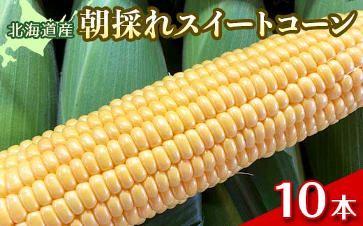 朝採れスイートコーン10本（イエロー、Lサイズ以上） EB8-0149 