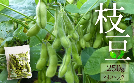 【北海道恵庭市産】枝豆 250g×4パックセット　【31001302】