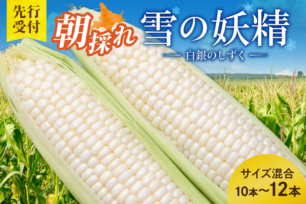 【2026年8月～発送開始！】北海道十勝清水町産 希少品種！ 白いとうもろこし 雪の妖精 サイズ混合 10～12本 【北海道産 2026年 とうもろこし とうきび とうきび コーン 白いとうもろこし 産直 産地直送 清水町 北海道】 