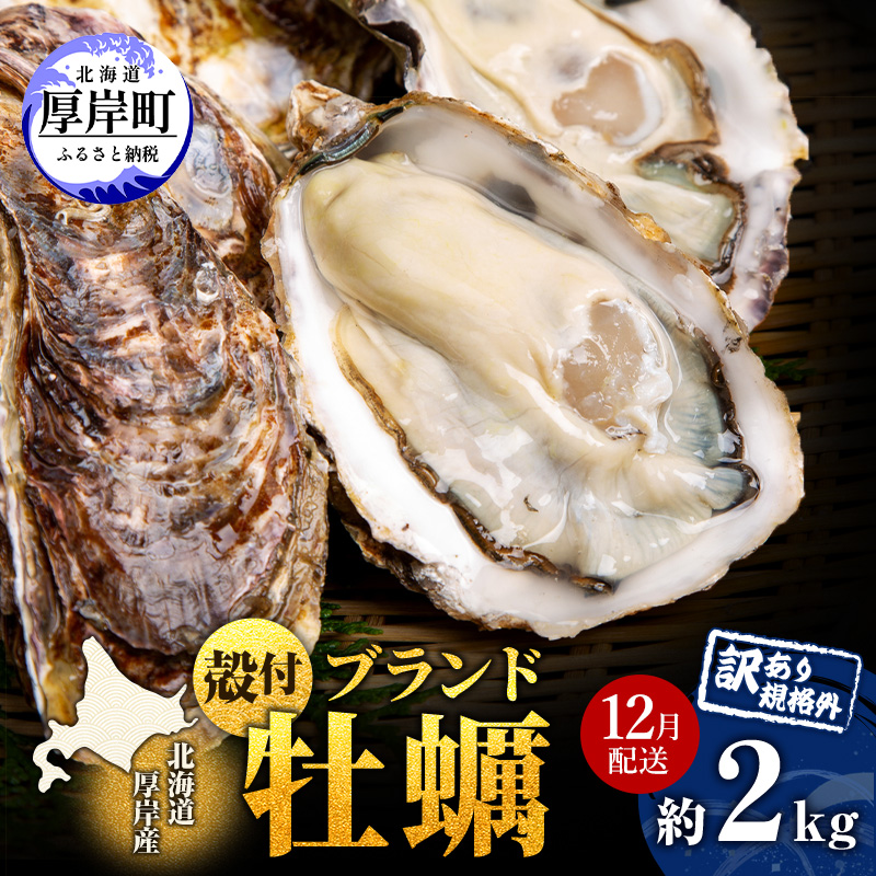 12月配送 訳あり ハーフ 規格外 牡蠣 北海道厚岸産 殻付カキ 約2kg（11～25個）カキナイフ付 生食 魚貝類 生牡蠣 かき 生カキ カキフライ マルえもん いびつな形 四季によって違う味わい コクがあり濃厚