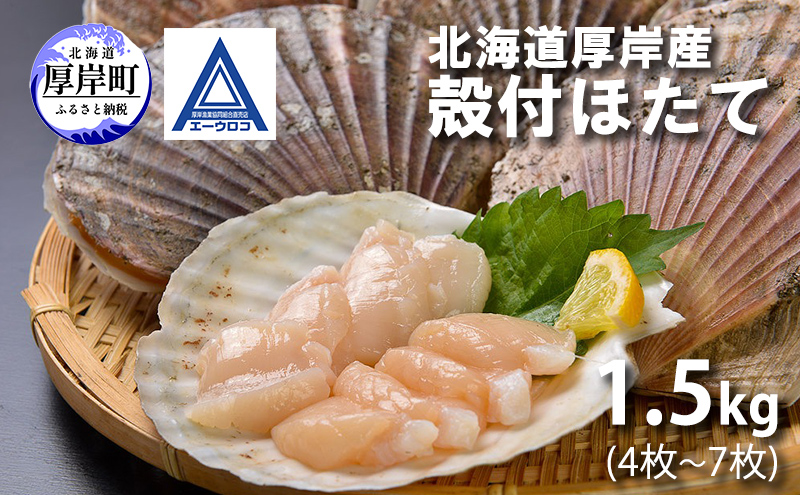 新鮮 北海道 厚岸産 殻付ほたて 1.5kg(4枚～7枚) [ ホタテ 帆立 ほたて 産地直送 貝 バーベキュー ]