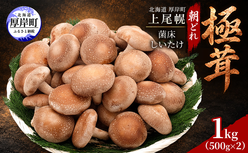 椎茸 北海道 厚岸町 上尾幌 朝どれ 菌床 しいたけ 「極茸」1kg（500g×2） 【上尾幌きのこ生産協同組合】[ きのこ キノコ 新鮮 肉厚 贈答用 国産  品評会で金賞受賞 ]