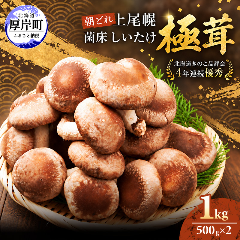 椎茸 北海道 厚岸町 上尾幌 朝どれ 菌床 しいたけ 「極茸」1kg（500g×2） 【上尾幌きのこ生産協同組合】[ きのこ キノコ 新鮮 肉厚 贈答用 国産  品評会で金賞受賞 ]