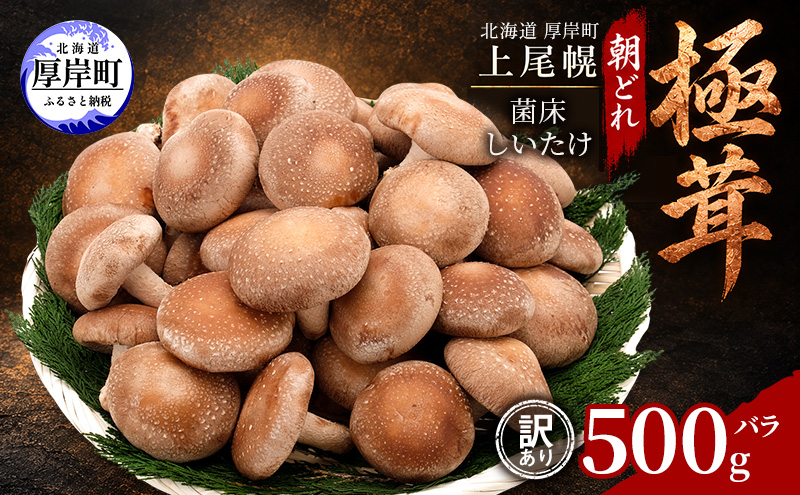 訳あり 椎茸 北海道 厚岸町 上尾幌 朝どれ 菌床 しいたけ 「極茸」 バラ 500g 【上尾幌きのこ生産協同組合】[ きのこ キノコ 新鮮 肉厚 国産  品評会で金賞受賞 ]