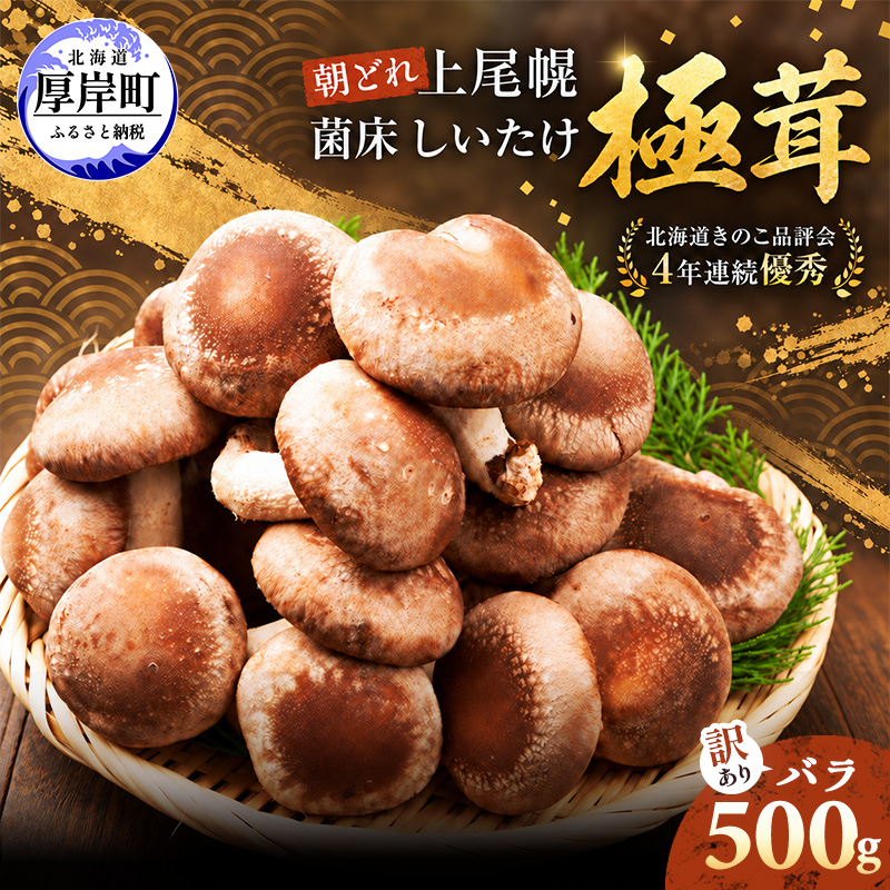 訳あり 椎茸 北海道 厚岸町 上尾幌 朝どれ 菌床 しいたけ 「極茸」 バラ 500g 【上尾幌きのこ生産協同組合】[ きのこ キノコ 新鮮 肉厚 国産  品評会で金賞受賞 ]