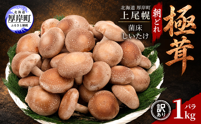 訳あり 椎茸 北海道 厚岸町 上尾幌 朝どれ 菌床 しいたけ 「極茸」 バラ 1kg 【上尾幌きのこ生産協同組合】[ きのこ キノコ 新鮮 肉厚 国産  品評会で金賞受賞 ]