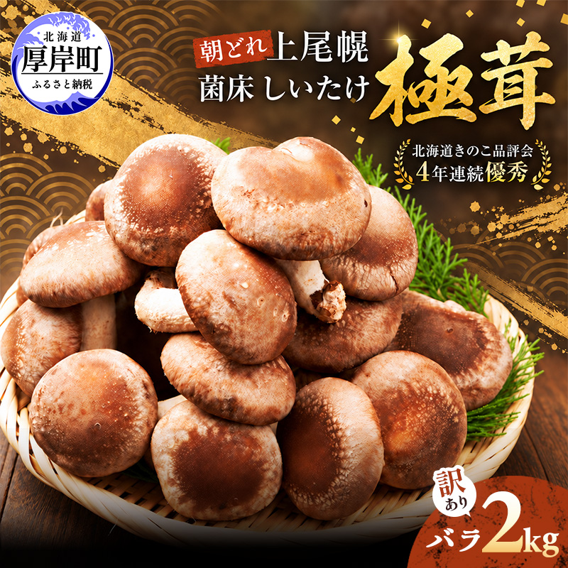 訳あり 椎茸 北海道 厚岸町 上尾幌 朝どれ 菌床 しいたけ 「極茸」 バラ 2kg 【上尾幌きのこ生産協同組合】[ きのこ キノコ 新鮮 肉厚 国産  品評会で金賞受賞 ]