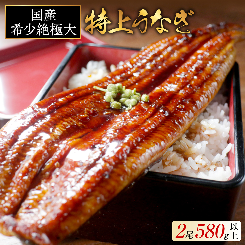国産 希少 超極大 特上うなぎ(290g×2尾)